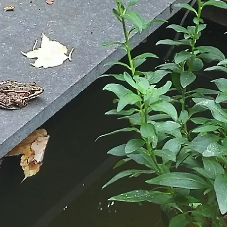 Garden Les Bambous * Neuilly-sur-Seine