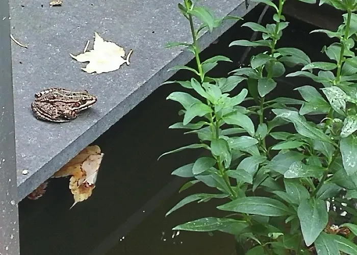 Garden Les Bambous * Neuilly-sur-Seine